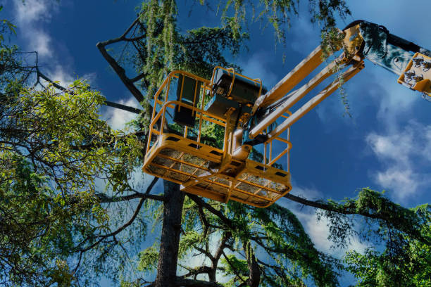 Best Tree Removal Services  in USA